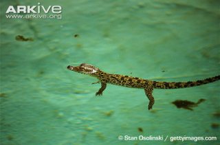 Illustration for article titled Sunday Crocodilian - Crocodylus rhombifer Edition